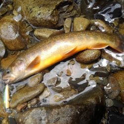 渓流ミノーイング ～長良川水系～